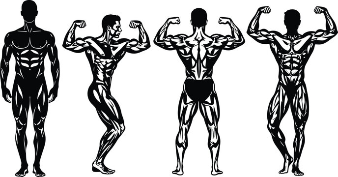 Muscular male anatomy vector illustration showing bodybuilder poses, fitness muscle structure, front and back views for gym and health design