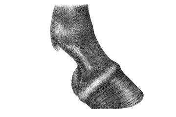 The lower leg of a horse showing natural proportions and external contours, old vintage illustration, 1889