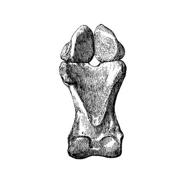 The proximal phalanx (long pastern bone) of a horse's foot, showing articular surfaces and tendon attachment points, old vintage illustration, 1889