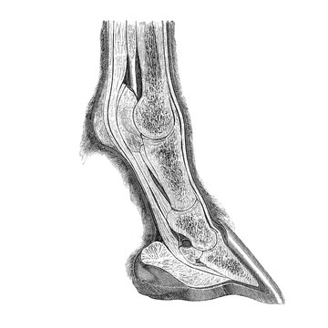 A detailed half-cross-section of the horse's lower leg revealing internal structures and anatomical layers, old vintage illustration, 1889