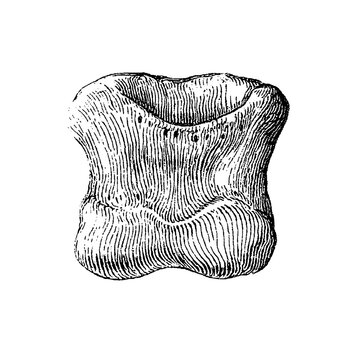 The middle phalanx (short pastern bone) of a horse's foot shown from the rear, displaying articular surfaces and tendon pathways, old vintage illustration, 1889