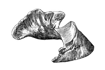 The lower foot bone (distal phalanx) of a horse showing all articular surfaces and vascular channels, old vintage illustration, 1889