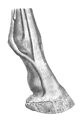 The muscular structures associated with the equine foot, showing their origins, insertions, and relationships to surrounding bones, old vintage illustration, 1889