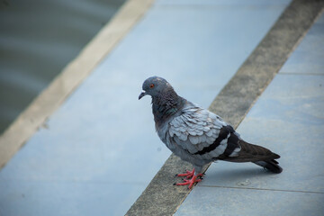 Pigeons feed food on the ground, focus selective