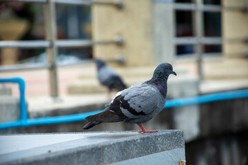 Pigeons feed food on the ground, focus selective
