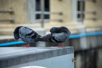 Pigeons feed food on the ground, focus selective