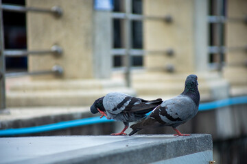 Pigeons feed food on the ground, focus selective