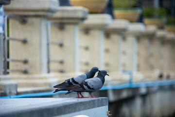 Pigeons feed food on the ground, focus selective