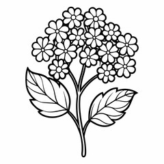 candytuft line art on white background