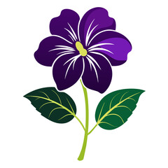  cape primrose streptocarpus jola silhouette on white background