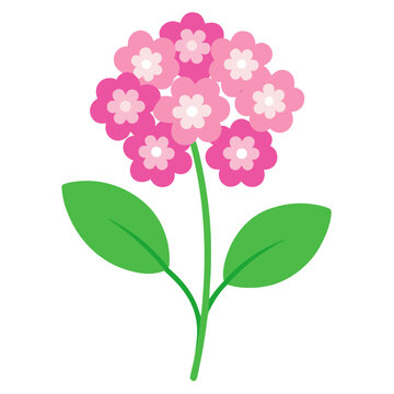 candytuft flower vector on white