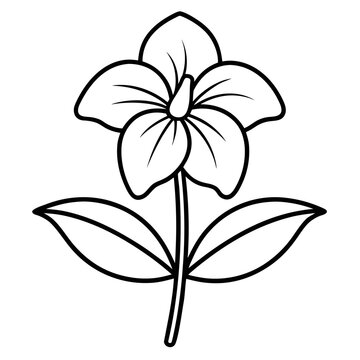 cape primrose streptocarpus jola line art on white