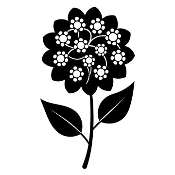 candytuft silhouette flower on white background