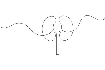Continuous line art drawing of human kidneys, a minimalist medical illustration on a white background