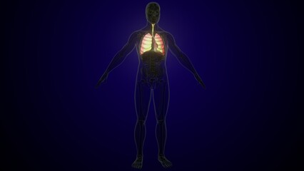 Male lungs with white colour anatomy. 3d render