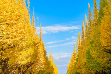 Scenic view of golden ginkgo trees lining Jingu Gaien Avenue during the autumn foliage season, a famous sightseeing spot in Shinjuku, Tokyo, Japan.