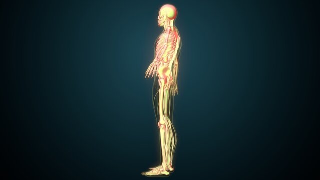 White male skeleton anatomy. 3d illustrations