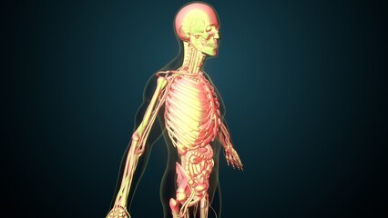 Fototapeta premium White male skeleton anatomy. 3d illustrations