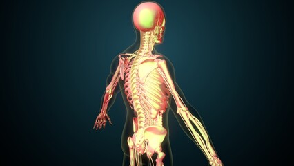 White male skeleton anatomy. 3d illustrations