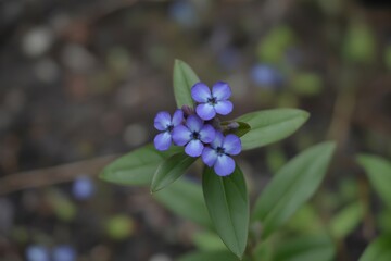 Closeup of small purple wild flowers with green leaves