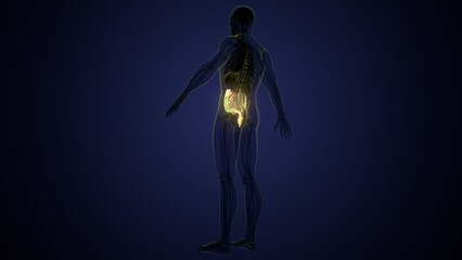 Fototapeta premium Male large intestine anatomy in white. 3d render