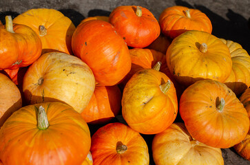 Pumpkin at the farmers market