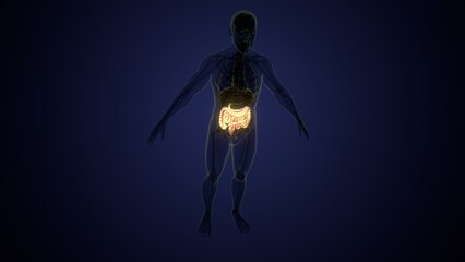 Male large intestine anatomy in white. 3d render