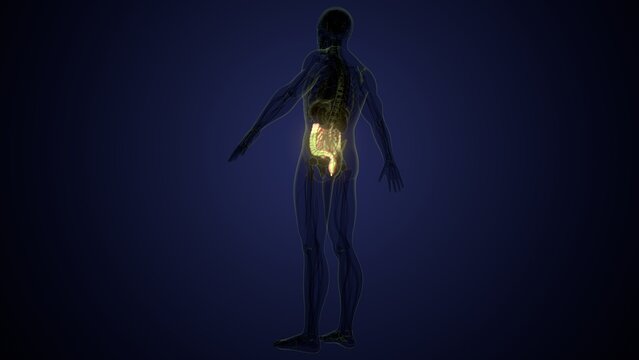 Male large intestine anatomy in white. 3d render