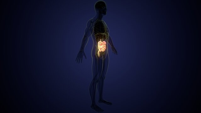 Male large intestine anatomy in white. 3d render