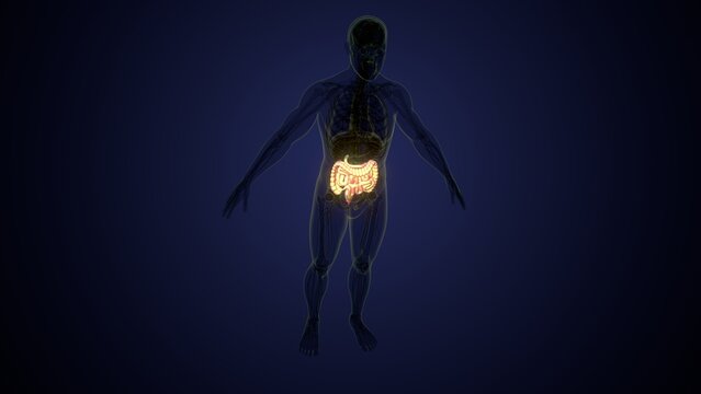 Male large intestine anatomy in white. 3d render