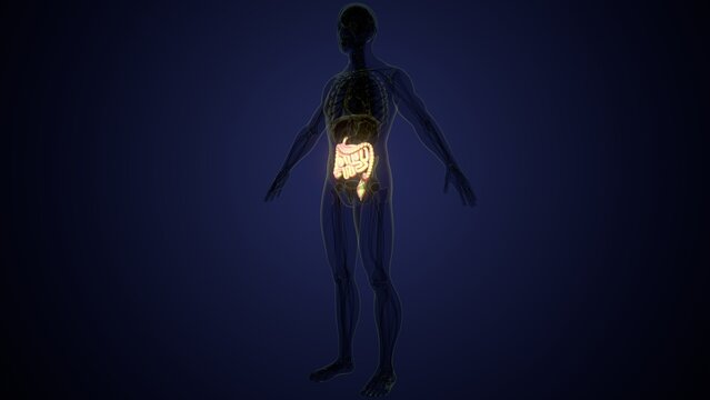 Male large intestine anatomy in white. 3d render