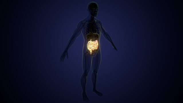 Male large intestine anatomy in white. 3d render