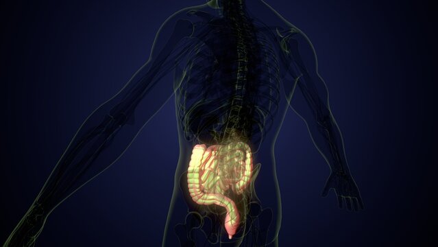 Male large intestine anatomy in white. 3d render