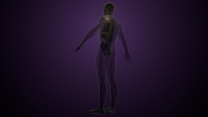 Fototapeta premium Human thyroid anatomy in white colour. 3d render