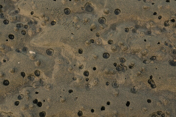Close-up texture of wet sandy beach surface with small holes and patterns created by crabs and sea creatures during low tide