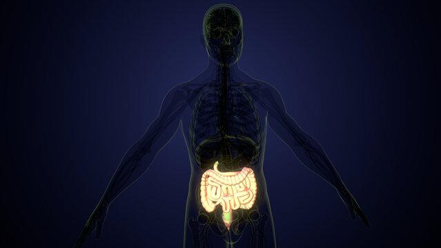 Male large intestine anatomy in white. 3d render