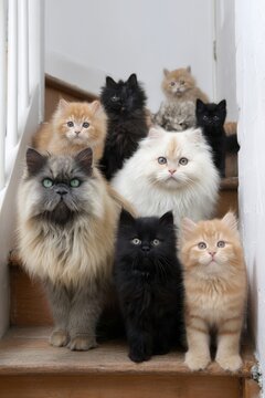 Una escalera llena de adorables gatitos de diferentes razas y colores.