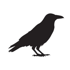 Fototapeta premium Black crow silhouette in mysterious profile view with dramatic lighting on white background for wildlife illustration