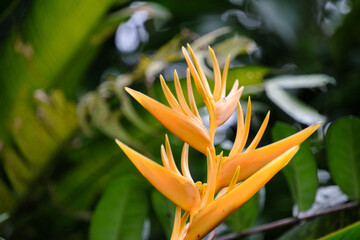 Obraz premium Close-up of Vibrant Yellow Tropical Heliconia Flower