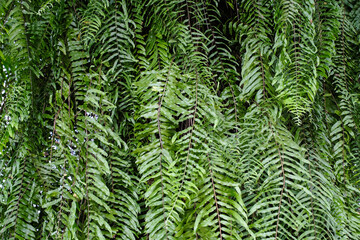 Lush Hanging Ferns Wall Texture Background Full Frame