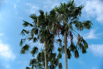 Pair of Tropical Fan Palm Trees Against Blue Cloudy Sky