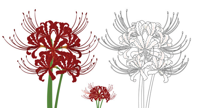 Botanical illustration of the red spider lily flower, also known as Lycoris radiata, shown in full color and as a line art outline.