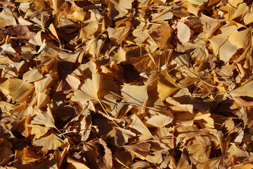 Close up of fallen leaves of gingko biloba on the ground in autumn forest. Pile of colorful dead leaves in natural forest background.