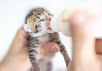 Closeup feeding baby kitten with a bottle of milk. © Tom Wang