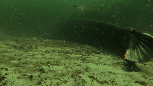 A diver gently strokes a wels catfish resting on the bottom. Often feared, this mysterious freshwater fish shows calm and docile behavior, accepting human contact underwater.