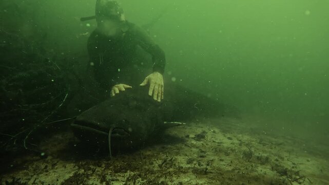 A diver gently strokes a wels catfish resting on the bottom. Often feared, this mysterious freshwater fish shows calm and docile behavior, accepting human contact underwater.