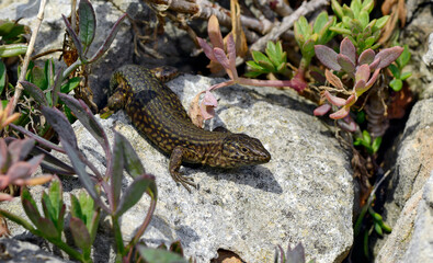 Lilford's wall lizard // Baleareneidechse (Podarcis lilfordi codrellensis) - Escull de Binicodrell, Menorca, Spain