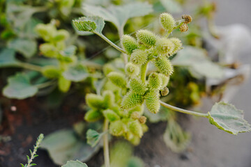 Rough cocklebur ( Xanthium strumarium ) on garden, Seed are medicinal