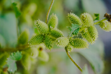 Rough cocklebur ( Xanthium strumarium ) on garden, Seed are medicinal