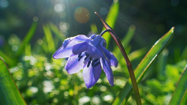 Close-up of a beautiful purple flower with sunlit green grass in springtime.